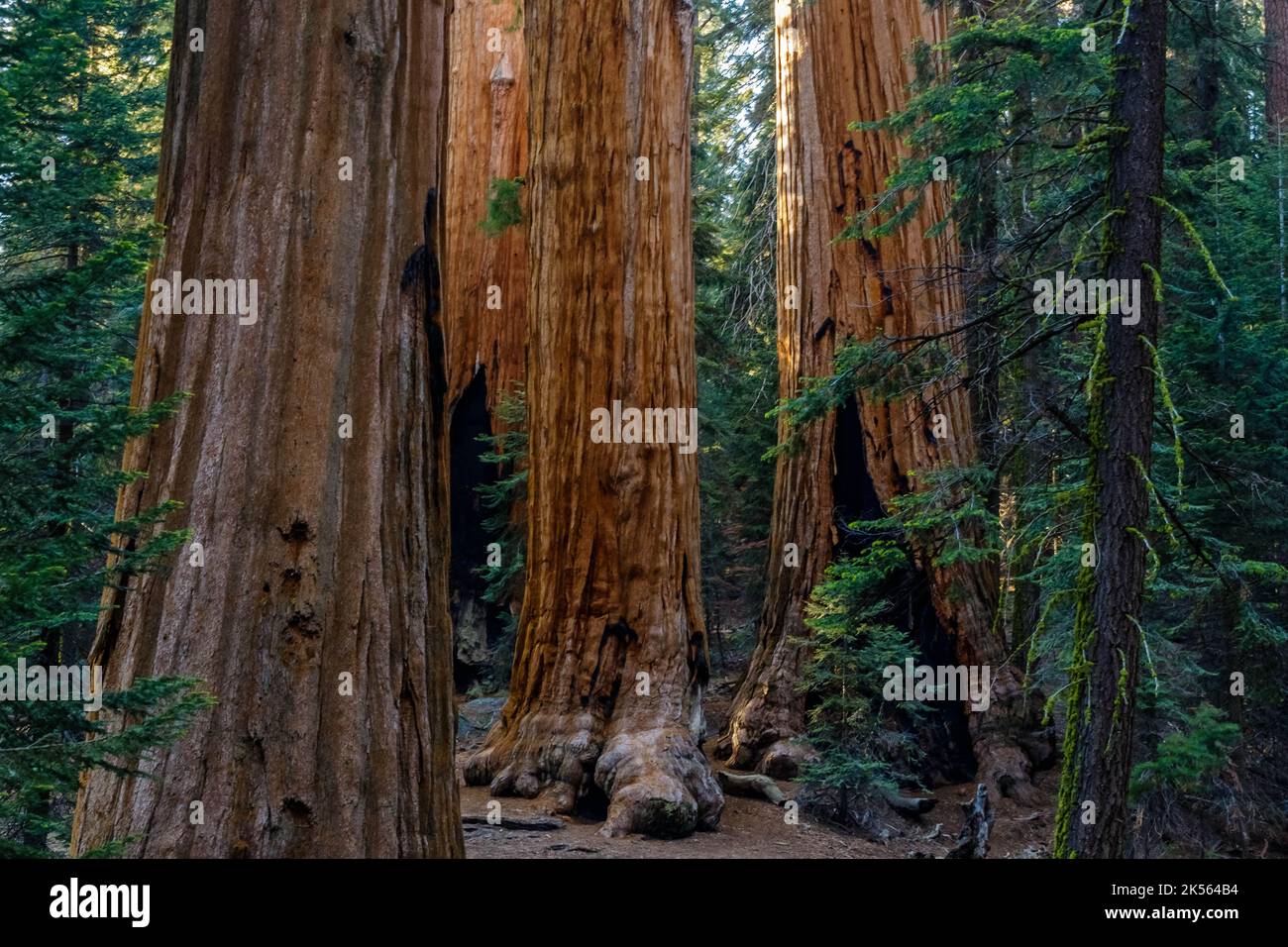 Sequia Pak The Sequoia Trees in Kings Canyon National Pak Stock Photo - Alamy