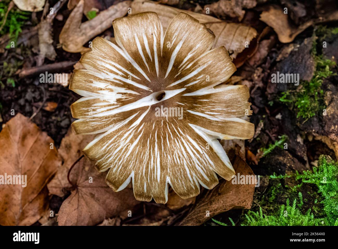 A closeup shot of mushroom with Cracked cap Stock Photo