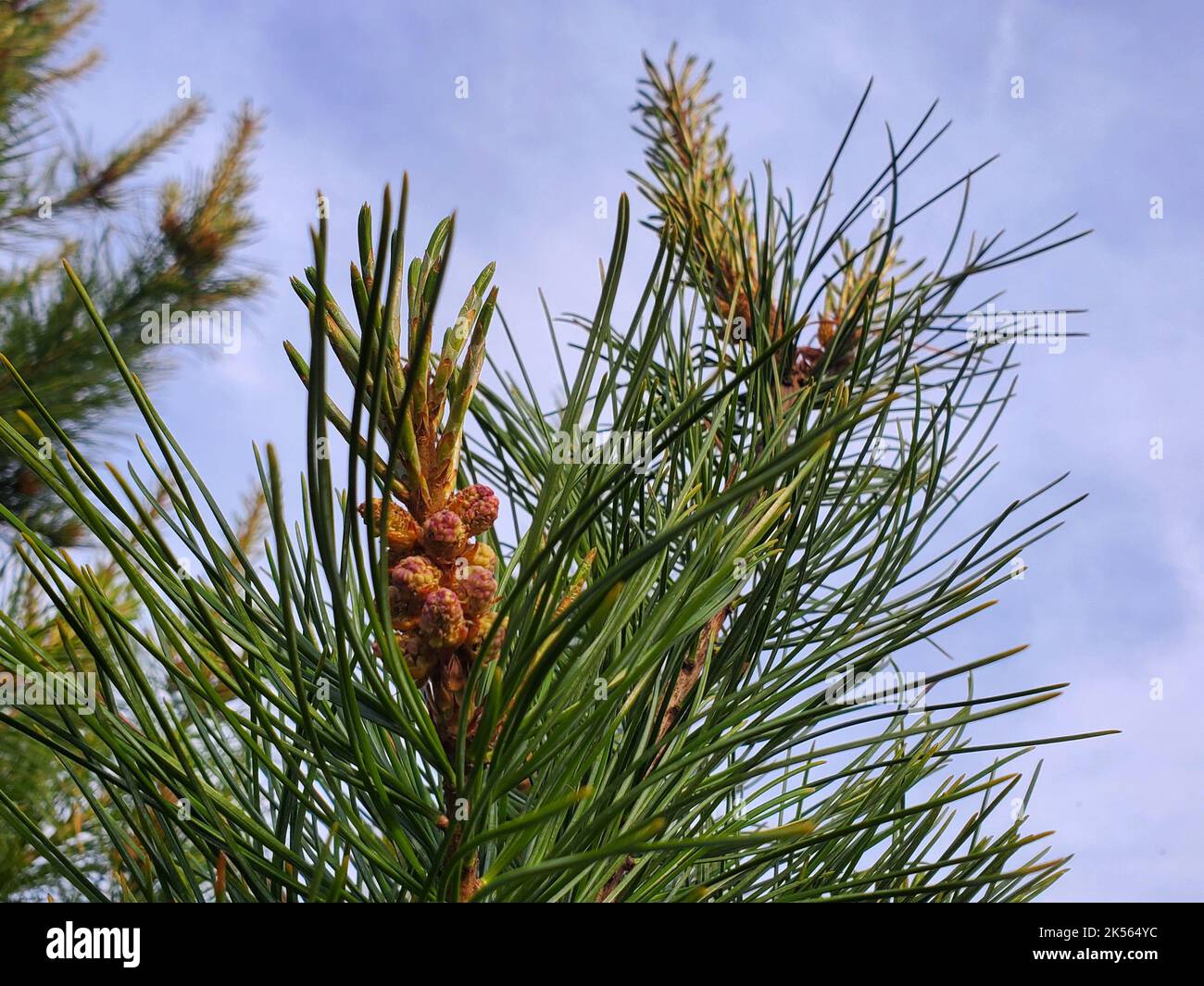 The growth of cones on the pine tree against the sky Stock Photo - Alamy