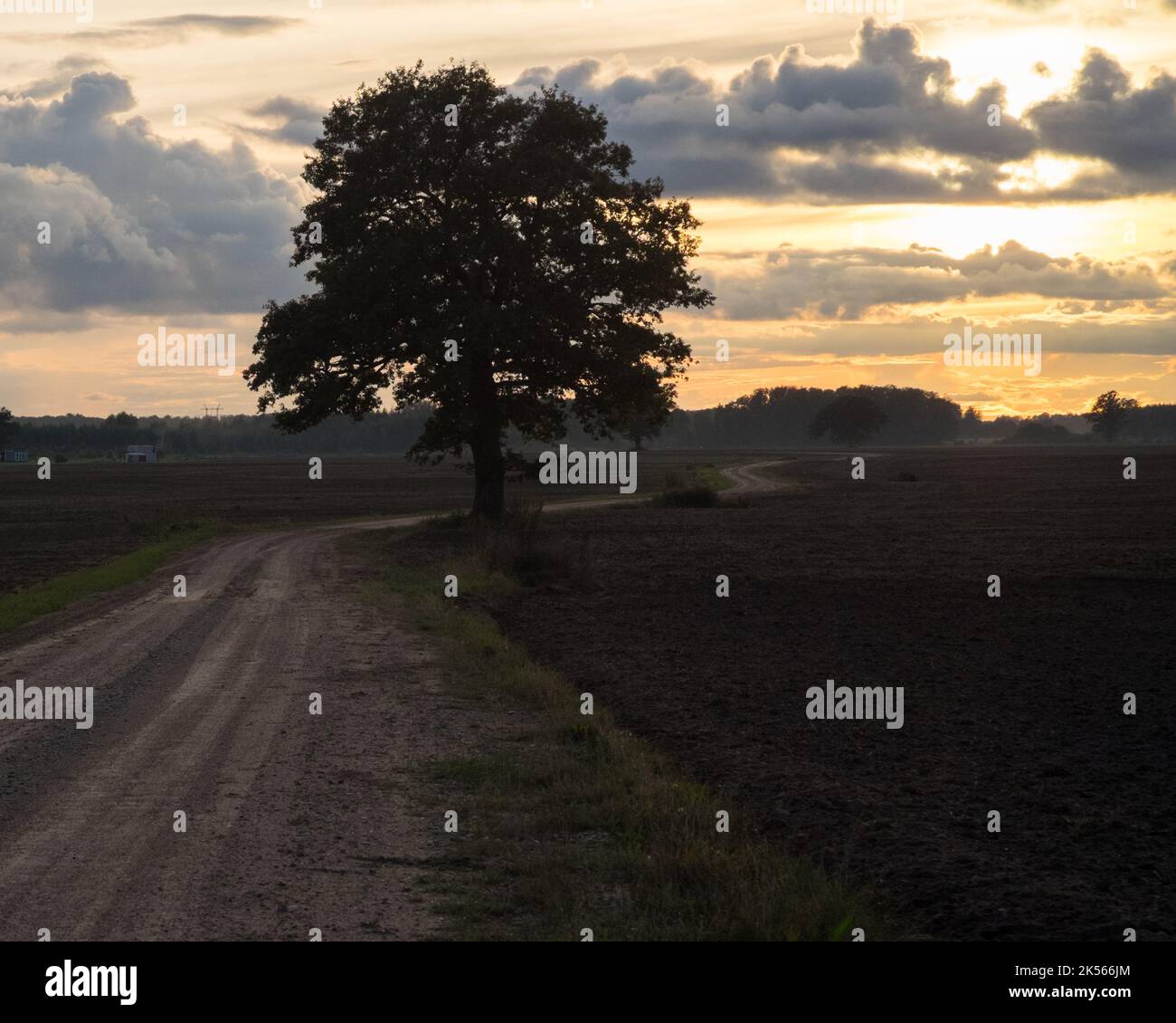 A country road through ploughed fields with a tree silhouette and distant sunset Stock Photo