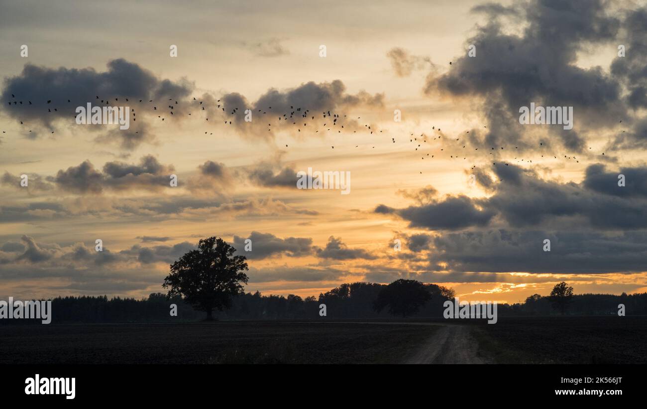 A flock of birds flying over ploughed fields with few trees and country road against a cloudy sunset sky Stock Photo