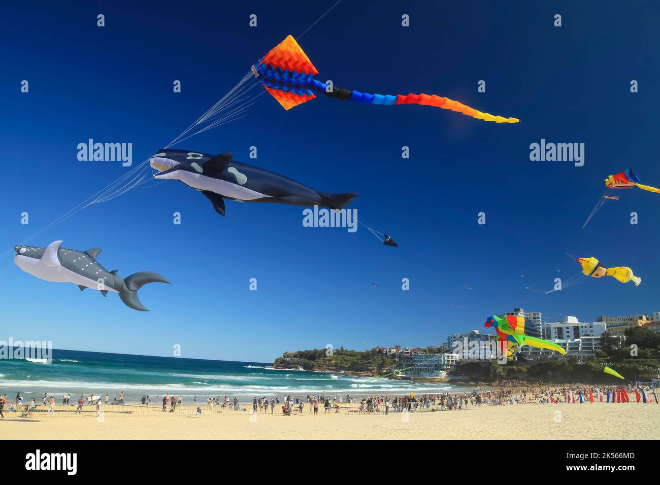 Kite flying at Bondi Beach in Sydney, Australia Stock Photo Alamy