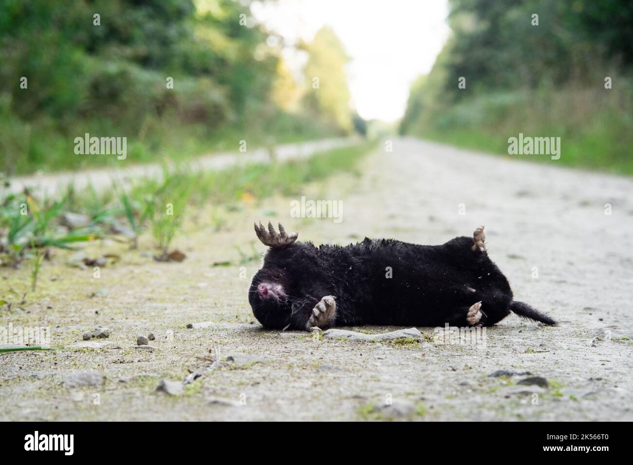 Dead black mole on a forest road Stock Photo