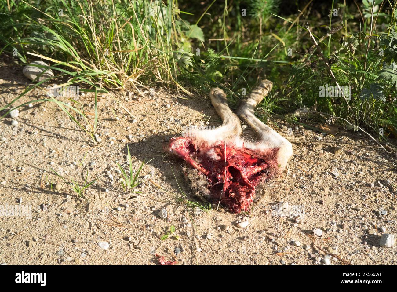 Half-eaten hare on the side of the road Stock Photo
