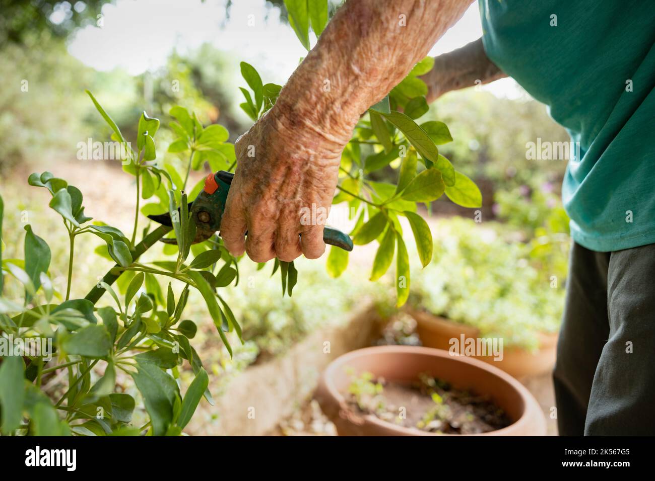 elderly woman with garden pruner, working at the garden Stock Photo