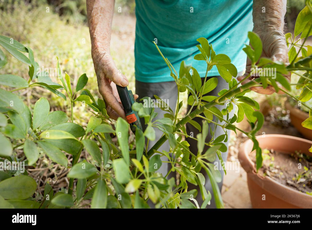 elderly woman with garden pruner, working at the garden Stock Photo