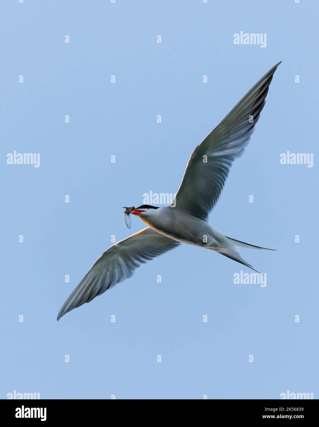 A Caspian tern soaring in the blue sky with an insect in its beak Stock ...