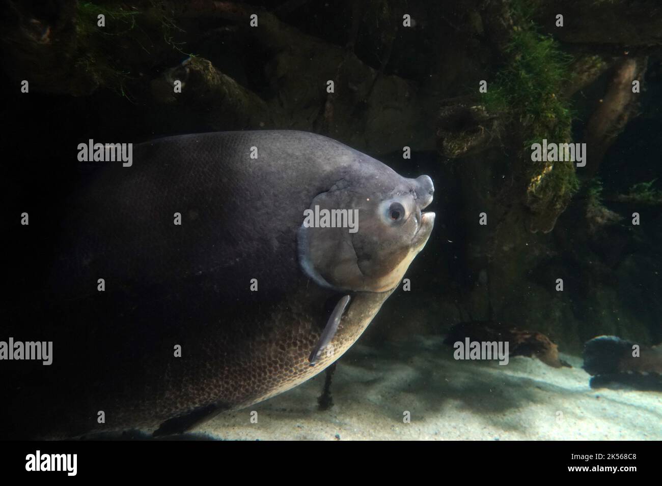 pirapitinga fish underwater close up portrait Stock Photo