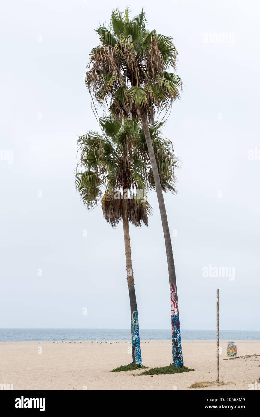 Vertical shot trees coast hi-res stock photography and images - Alamy