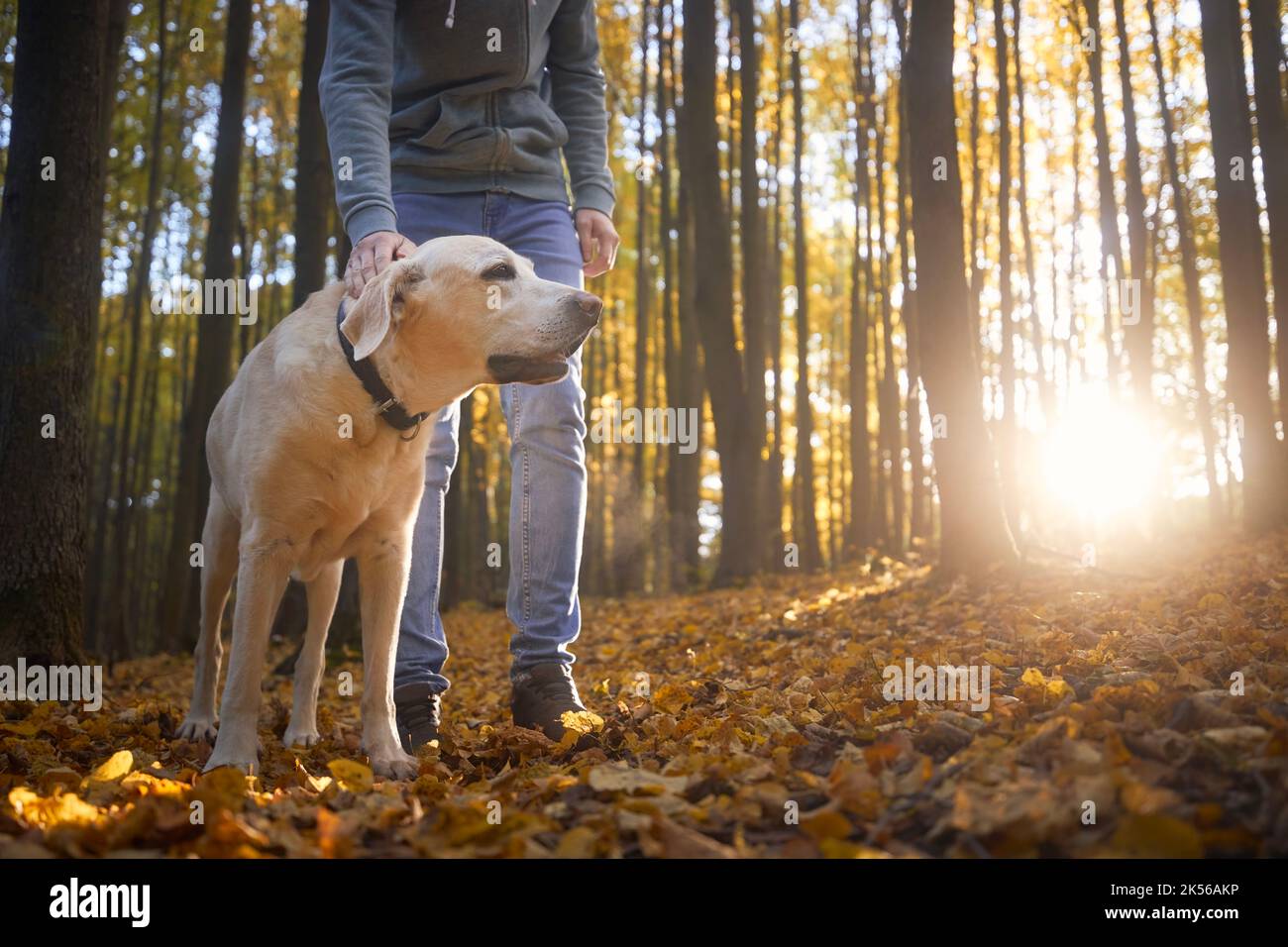 Man with dog during autumn walk in forest. Pet owner stroking his loyal labrador retriever. Stock Photo