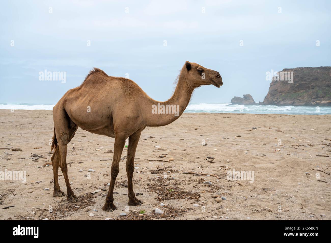 Camel on the beach of Khor Rori near to Salalah, Oman Stock Photo