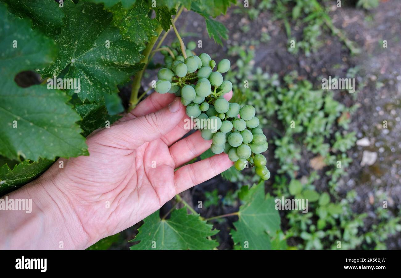 Hand holding bunch of grapes in the garden Stock Photo - Alamy
