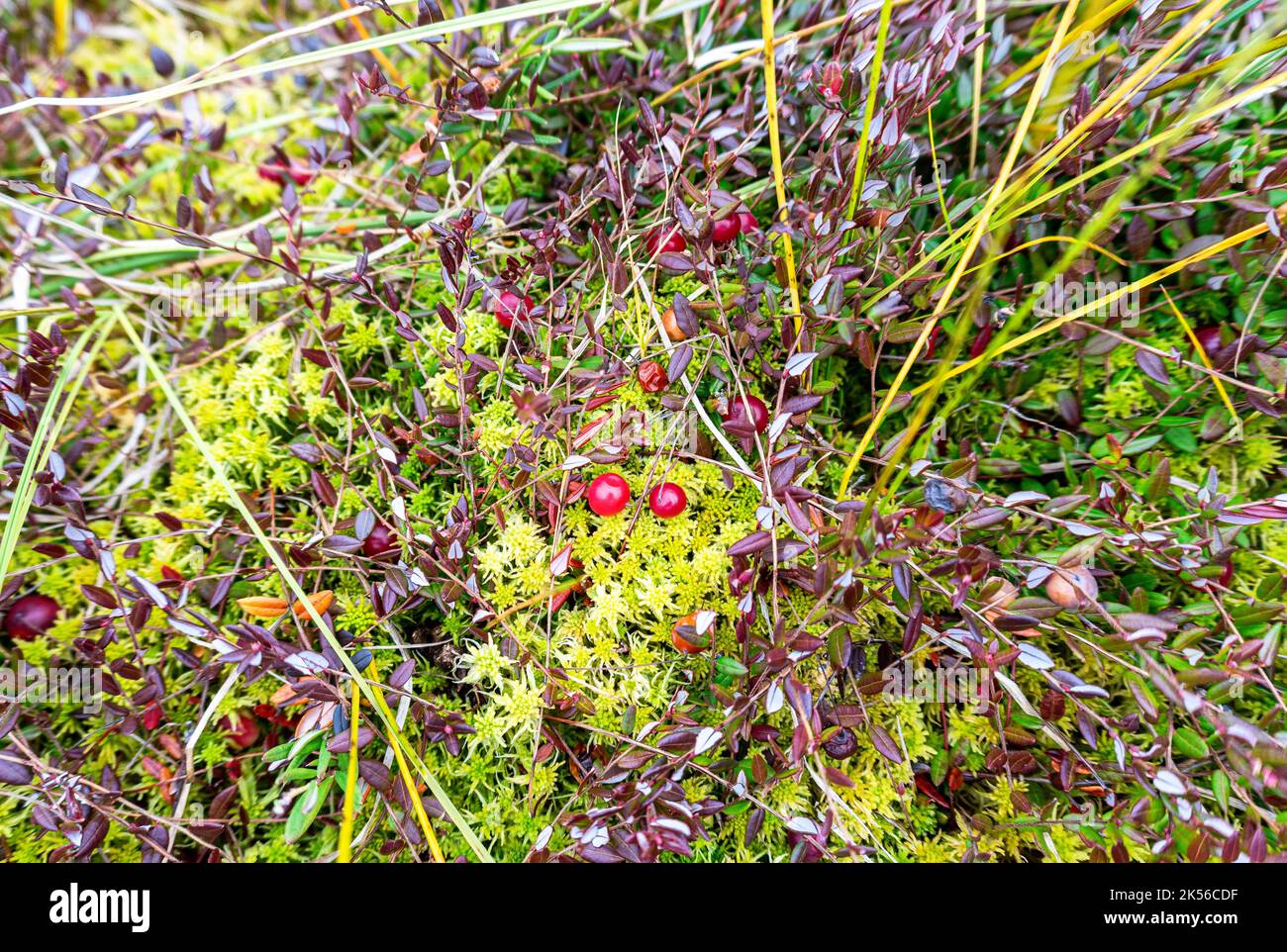 Wild cranberries growing in the moss, autumn harvesting of wild berries. Small cranberry, bog cranberry, swamp cranberry. Cranberries on small green b Stock Photo