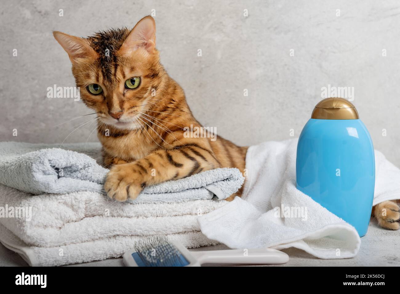 Pet grooming. Cute cat with tools for animal bathing, hygiene. Pet care