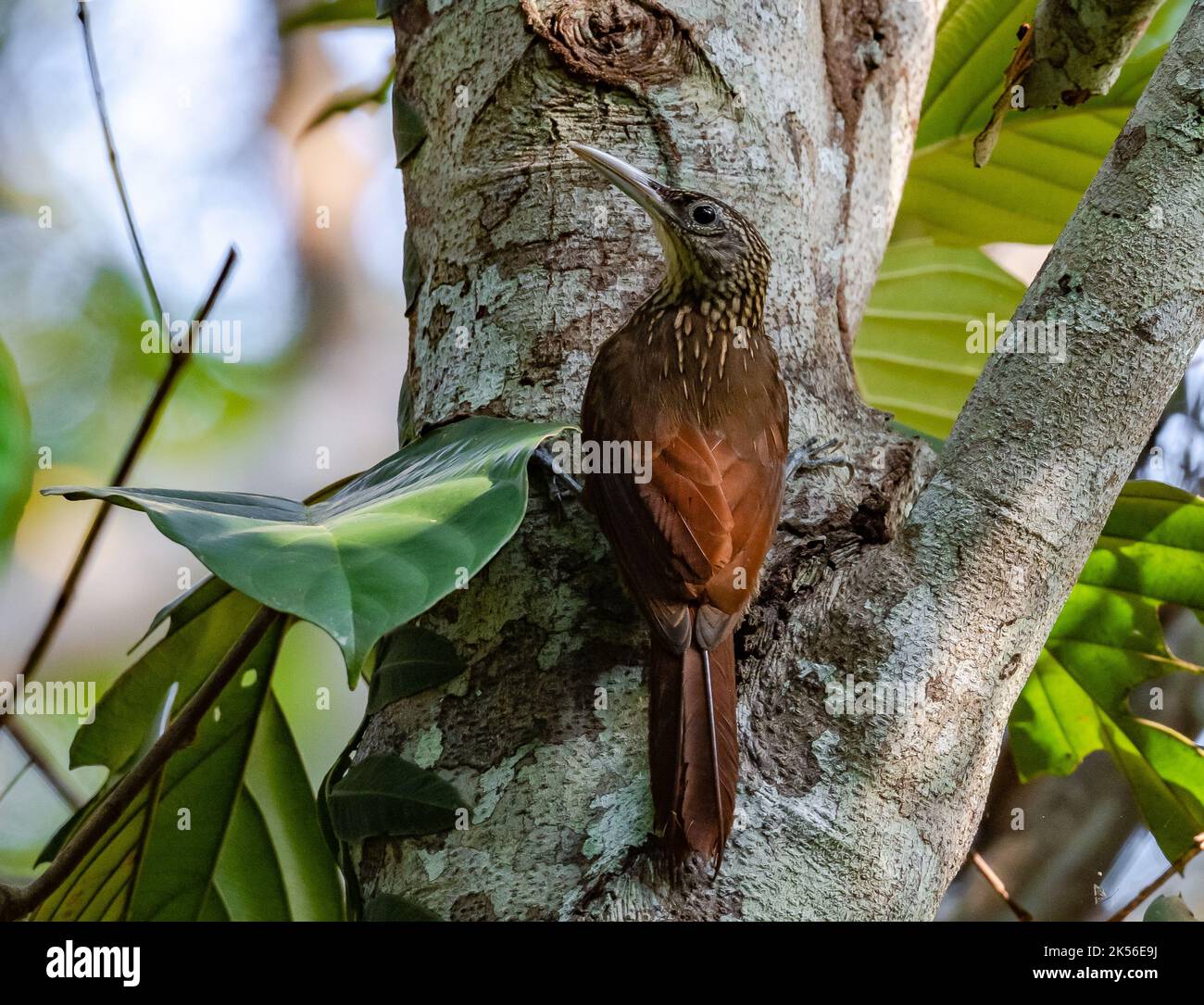 A Buff-throated Woodcreeper (Xiphorhynchus guttatus) foraging on a tree ...