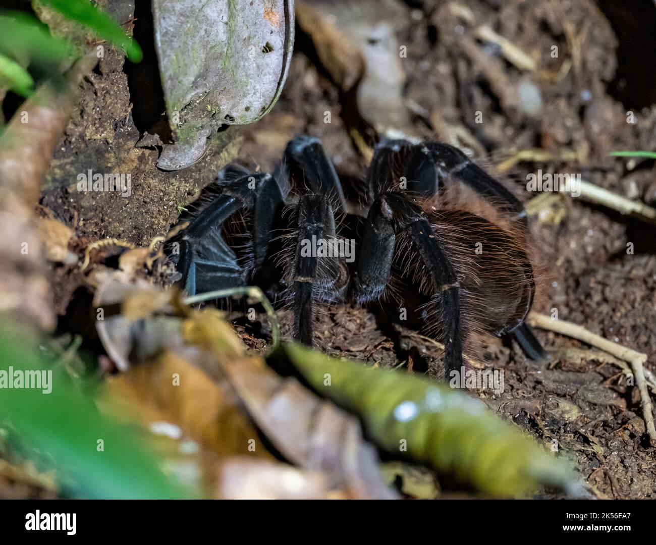 A wild Brazilian Black Tarantula (Grammostola pulchra) on forest floor at night. Amazonas, Brazil. Stock Photo