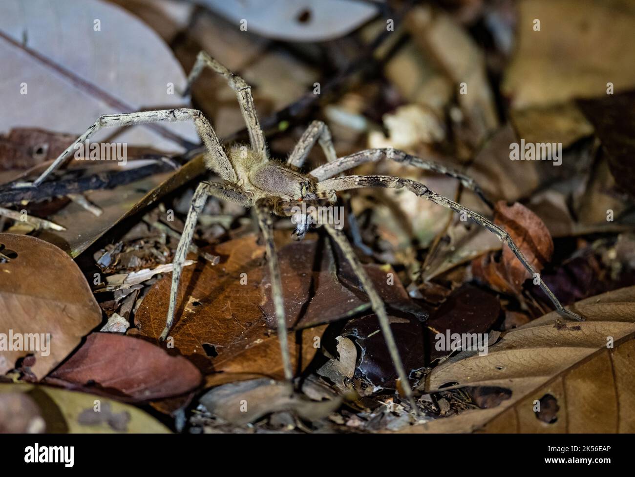 A large Brazilian wandering spider (Phoneutria sp.) on leaf litters of forest floor. Amazonas, Brazil. Stock Photo