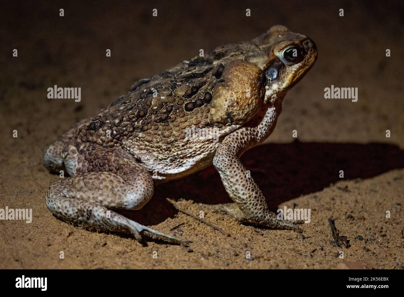 are dead toads poisonous to dogs