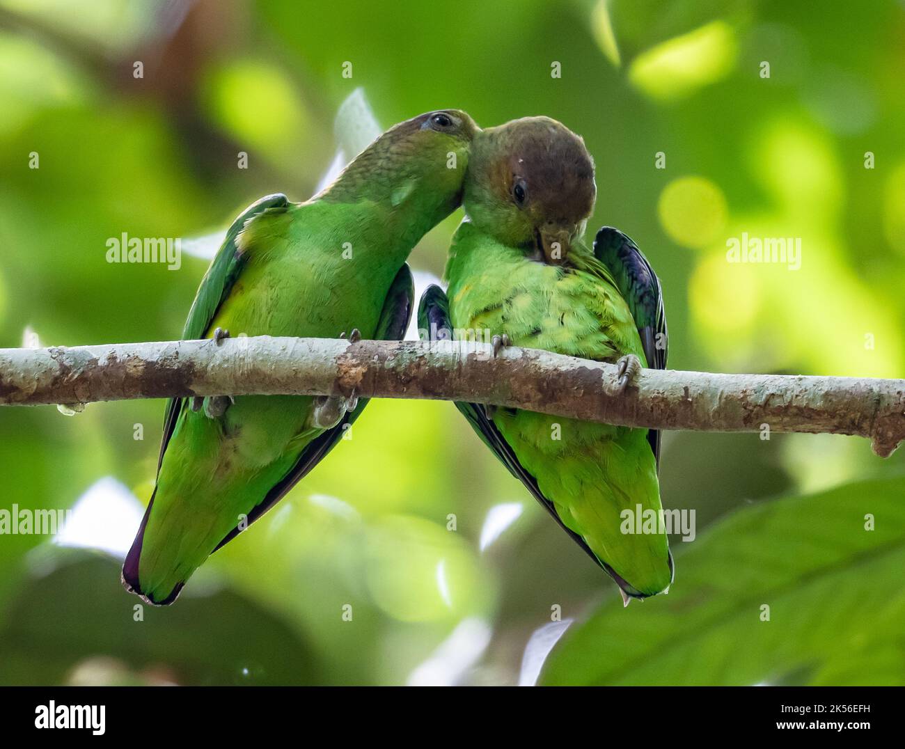 A pair Sapphire-rumped Parrotlets (Touit purpuratus) grooming each other on a branch. Amazonas, Brazil. Stock Photo