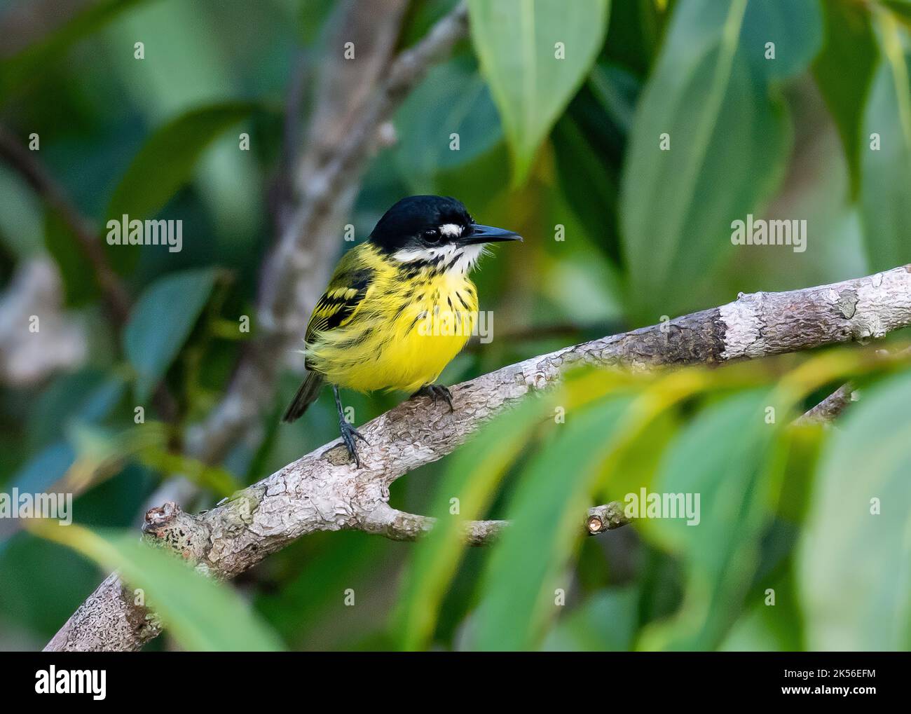 A Painted Tody-Flycatcher (Todirostrum pictum) perched on abranch. Amazonas, Brazil. Stock Photo