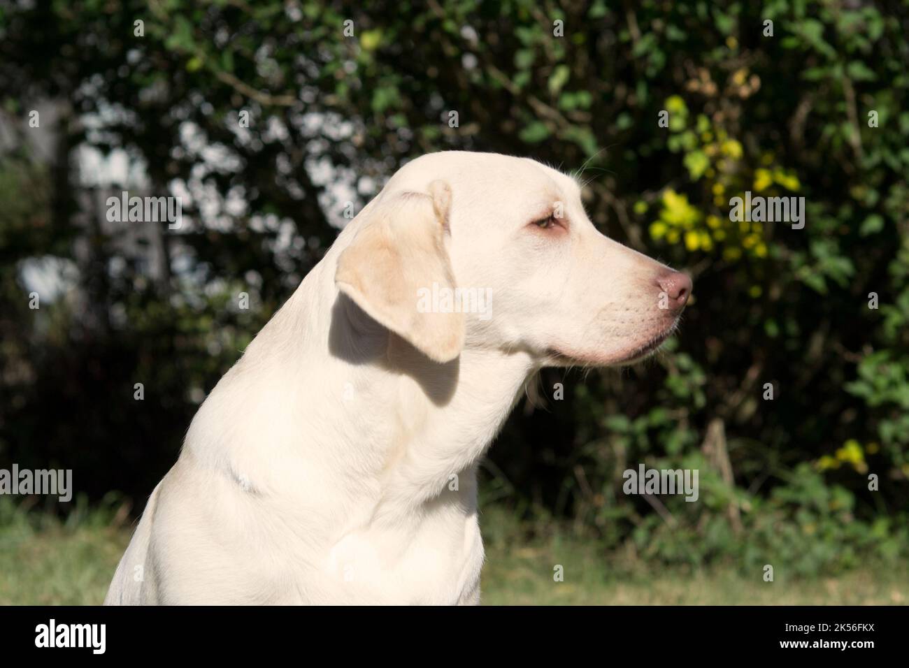 7 Months Labrador Retriever Female Stock Photo Alamy
