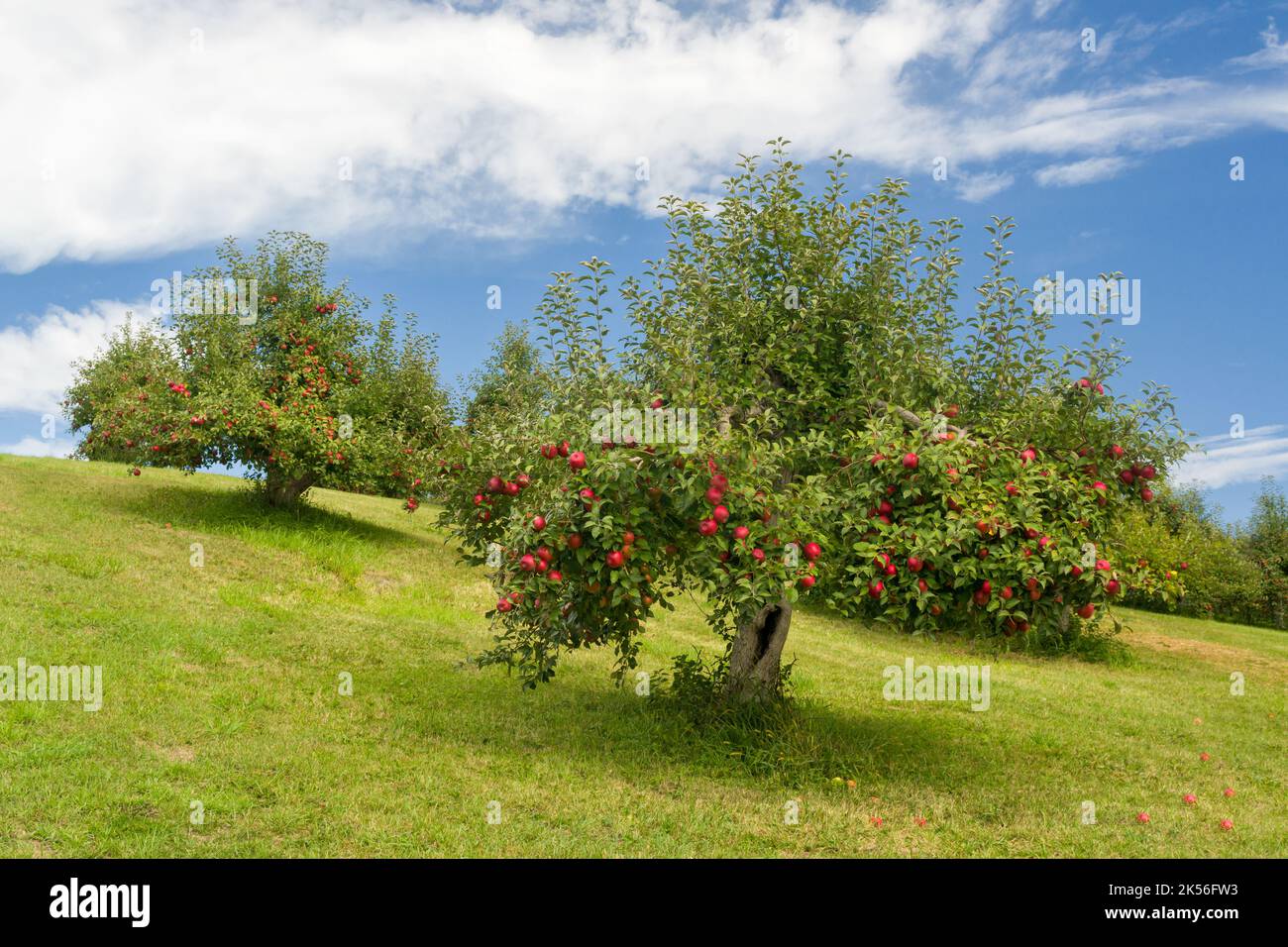 Autumnal Apple Orchard in Rural Minnesota Stock Photo Alamy