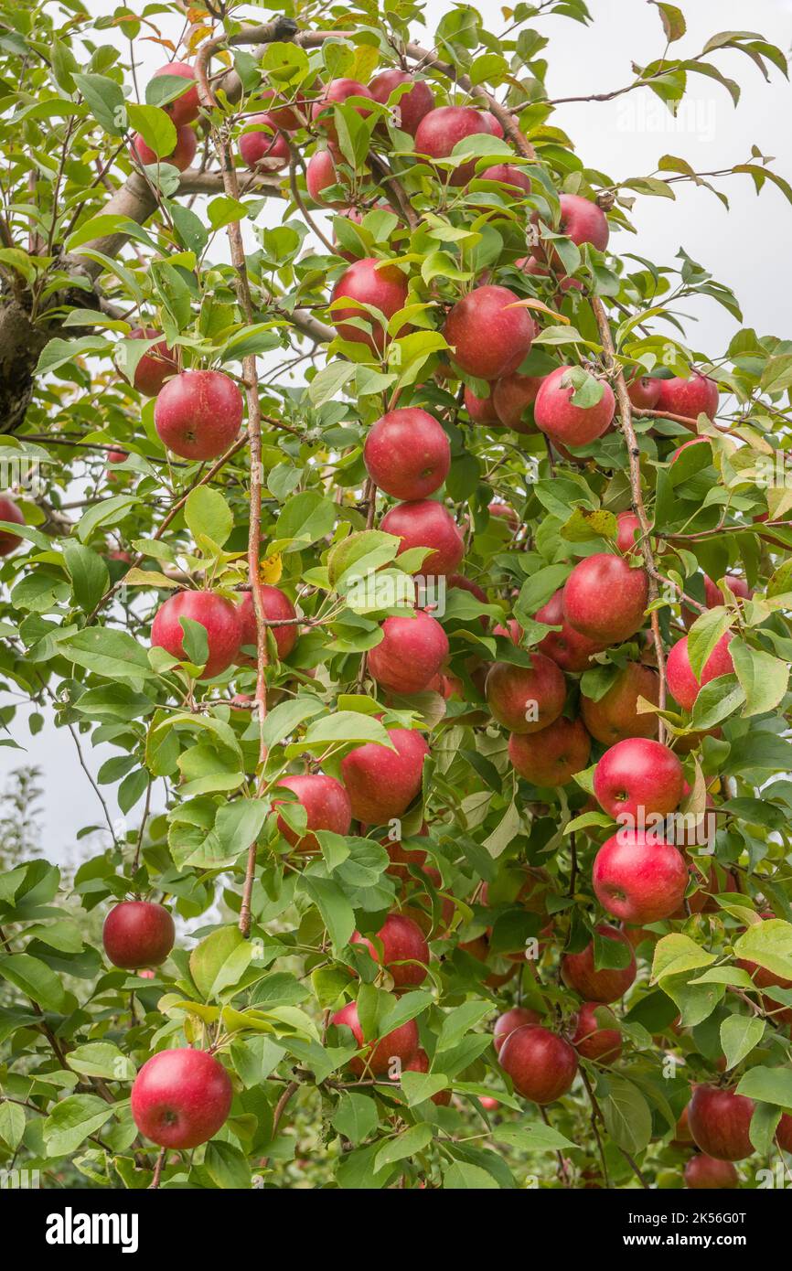 Autumnal Apple Orchard in Rural Minnesota Stock Photo