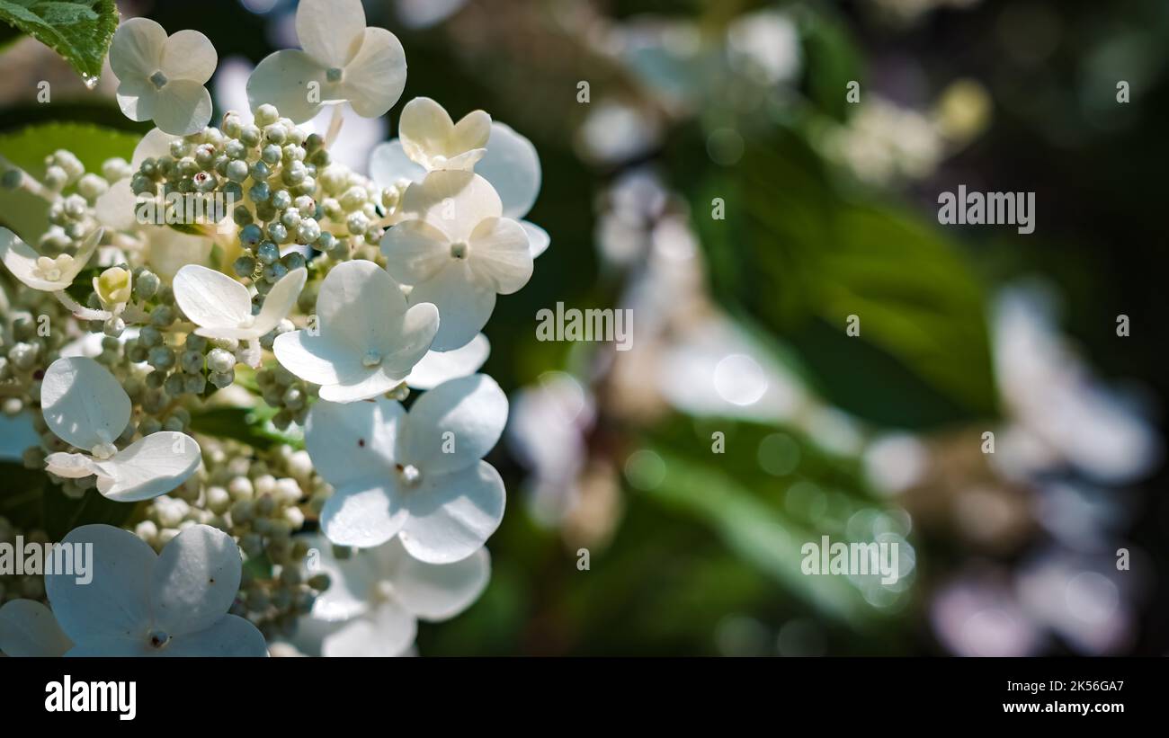 White hydrangea, a large flowering bush in the summer garden Stock ...