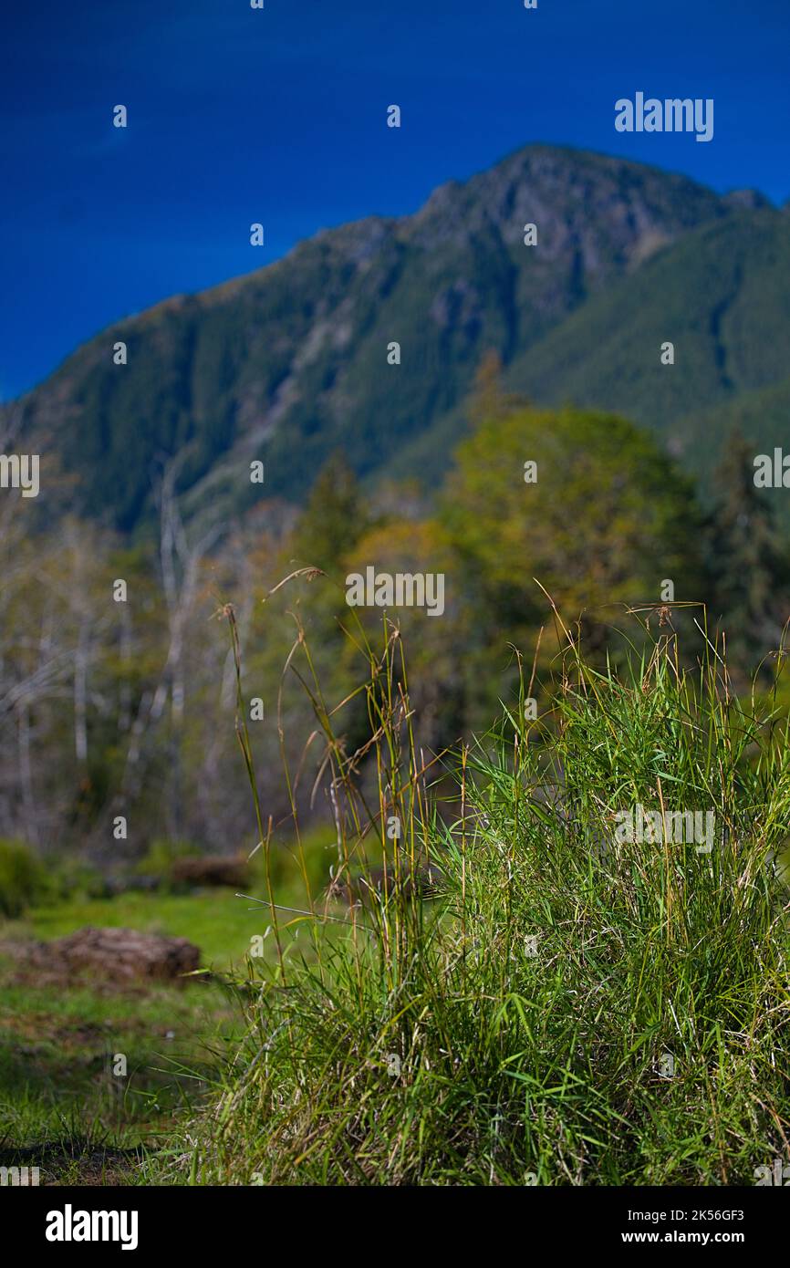 Mount Lincoln Olympic National Park Stock Photo