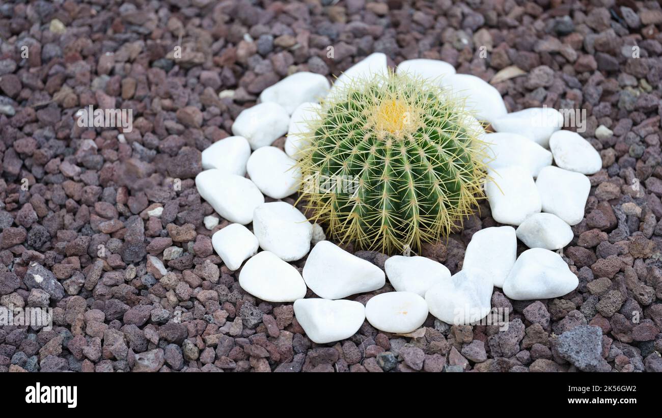Decorative cactus in the garden between white stones in flower bed Stock Photo