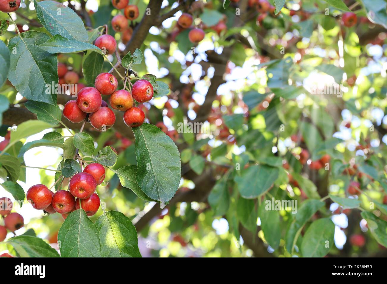 Malus small red fruits hi-res stock photography and images - Alamy