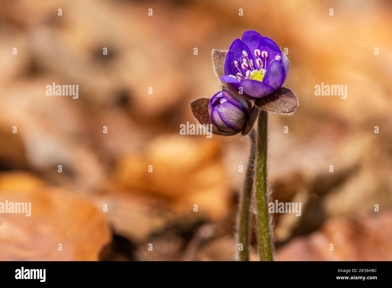 Close up image of the common hepatica, fresh blue flowers growing in the woodland on a springtime. Dry orange and brown leaves in the background. Stock Photo