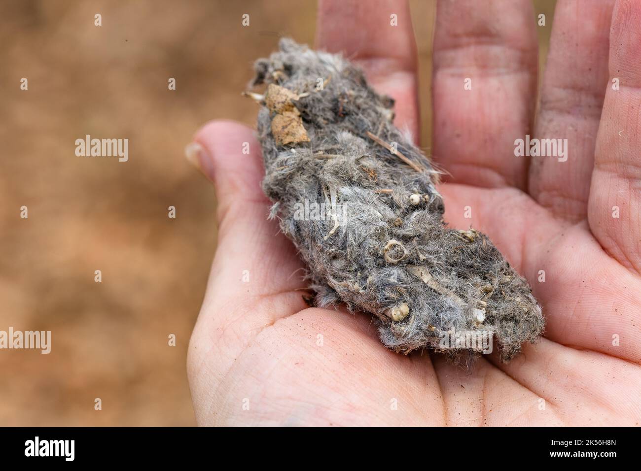 A dirty palm holding an owl pellet consisting of grey animal fur and little bones. Blurry brown background. Stock Photo