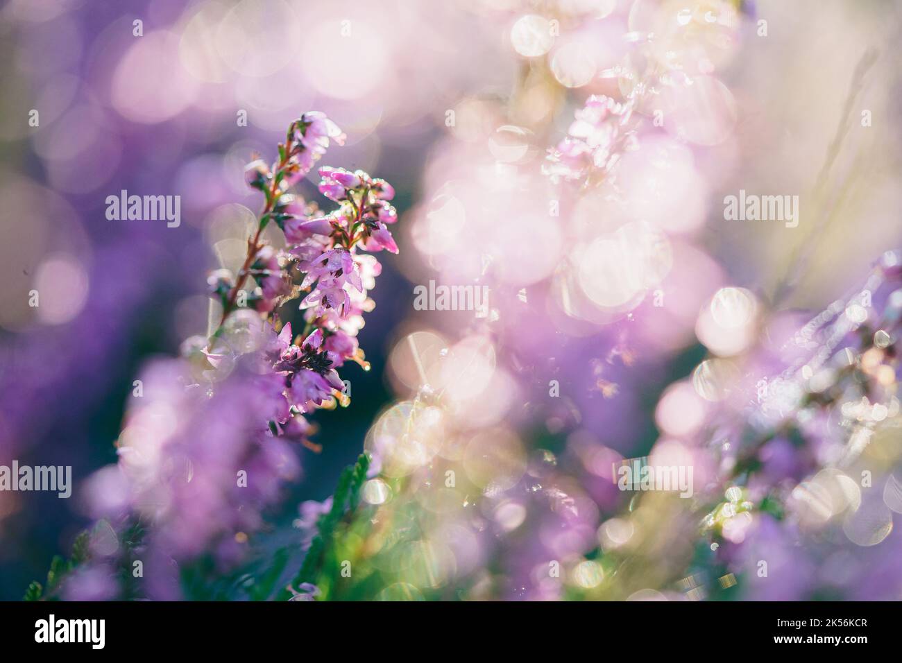 Blooming wild fairy blue common heather (Calluna vulgaris). Nature, floral, flowers background. Stock Photo