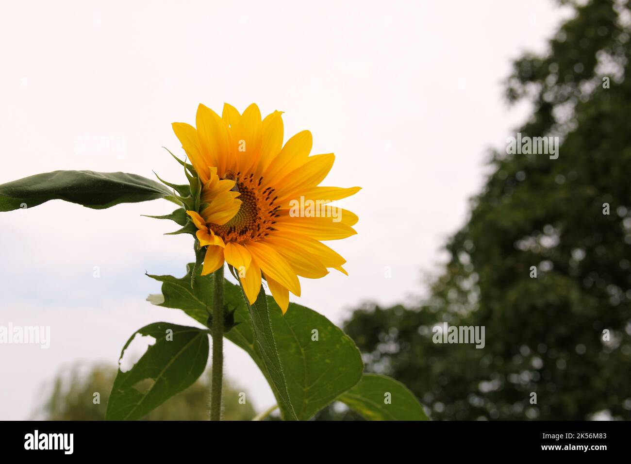 A perfect sunflower, Standing straight, waiting for bee's. Stock Photo