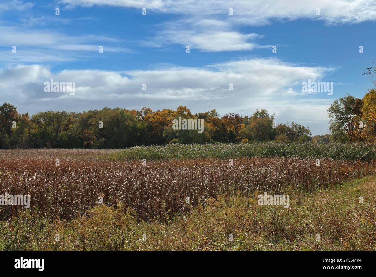 An autumn landscape of a meadow filled with cattails, flowers, plants lined by trees with fall