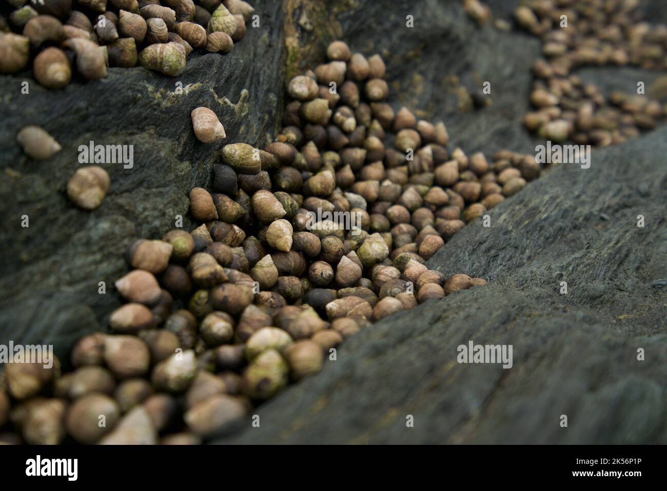 Group of Periwinkles on a rock on a beach along the rocky coast of Norway. A marine gastropod mollusc, edible whelk/sea snail (Littorina/Littorinidae) Stock Photo