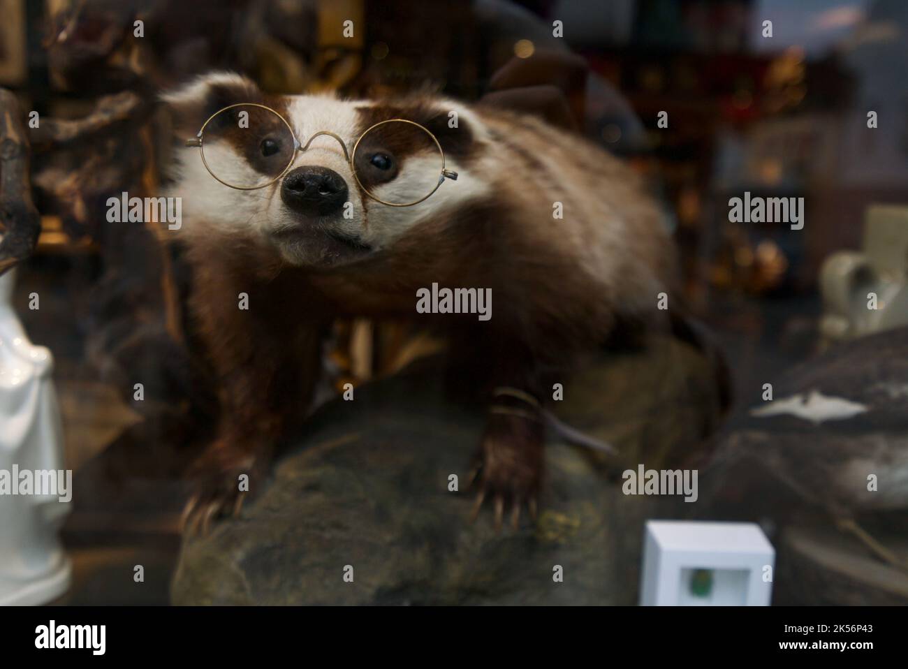 Funny taxidermy badger wearing glasses in an antique shop (Vintage Anthropomorphic Taxidermy) Stock Photo