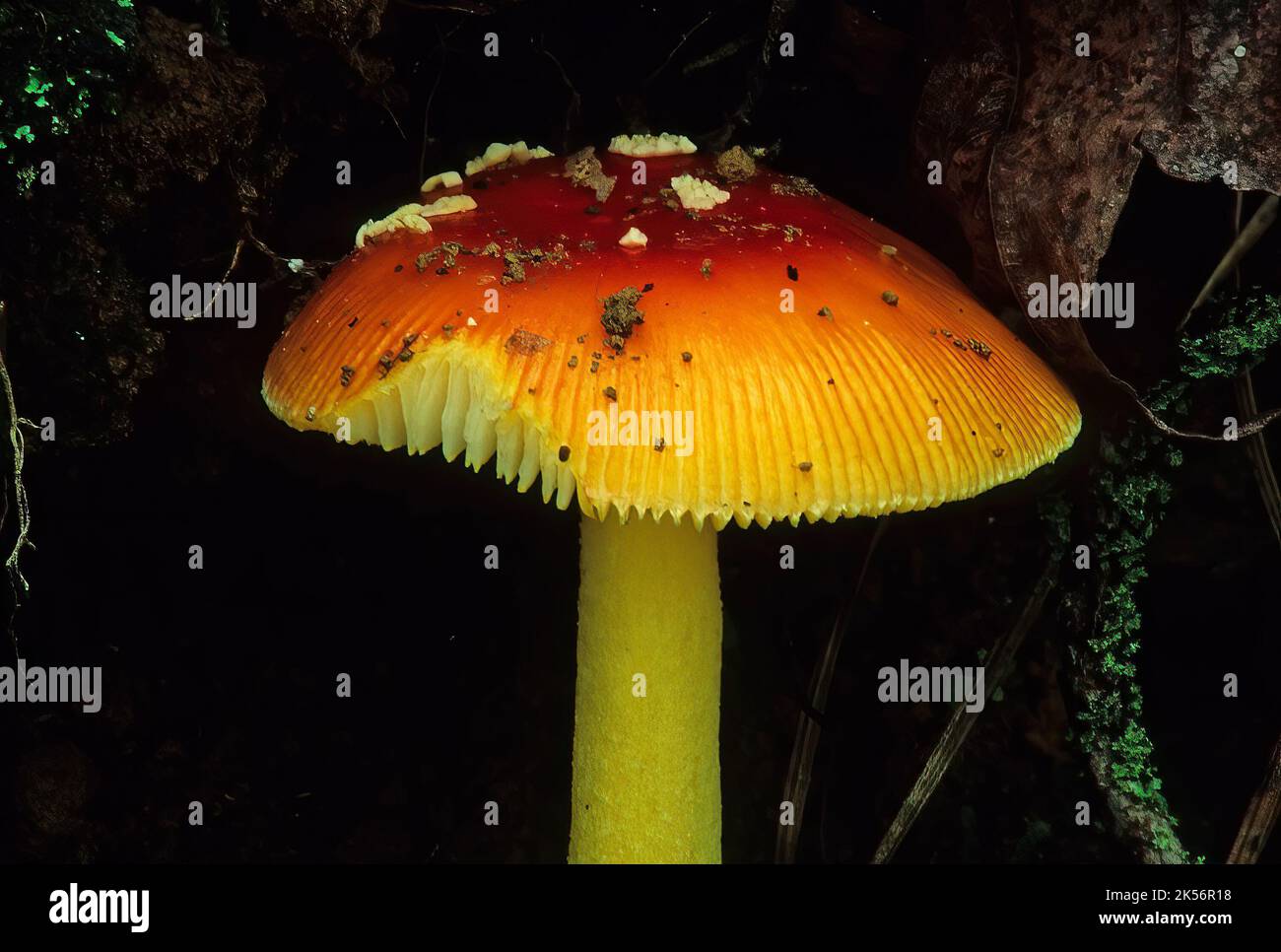 Amanita mushroom (Amanita muscaria) growing at Smoky Mountain National