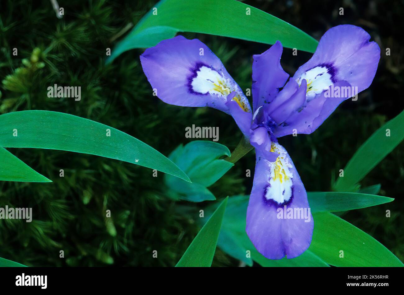 Crested dwarf iris (Iris cristata) blooming in early spring at Smoky Mountains National Park Stock Photo