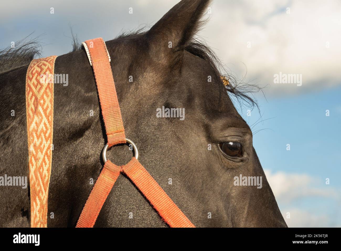 Close-up of the head of a bay horse with a bridle. Stock Photo