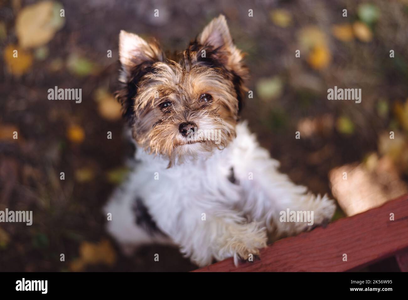 Beautiful Yorkshire terrier dog looks up. Warm autumn day. Small and faithful friend. Soft Selective focus Stock Photo