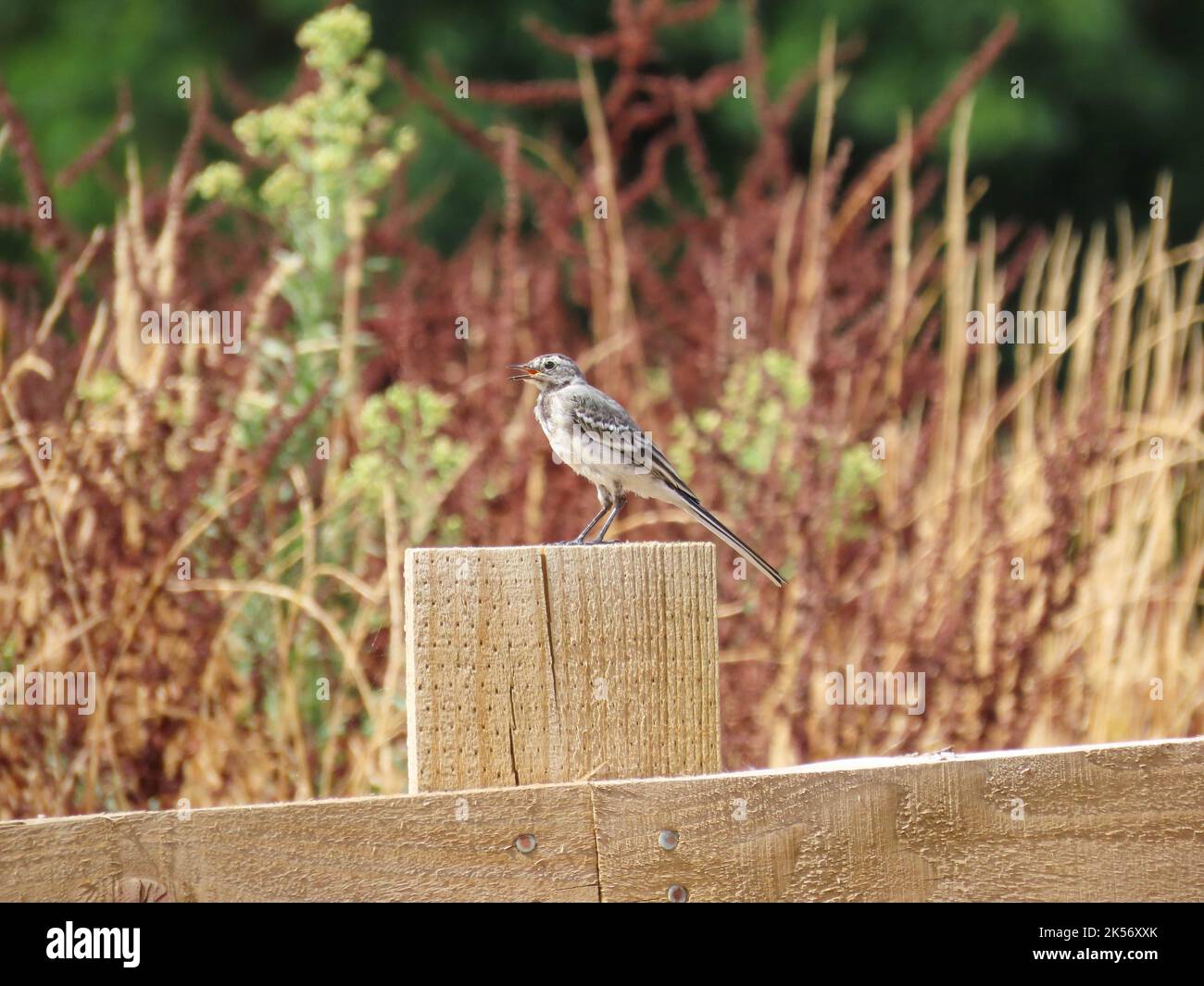young wagtail perched on a fence singing with a blurred background Stock Photo
