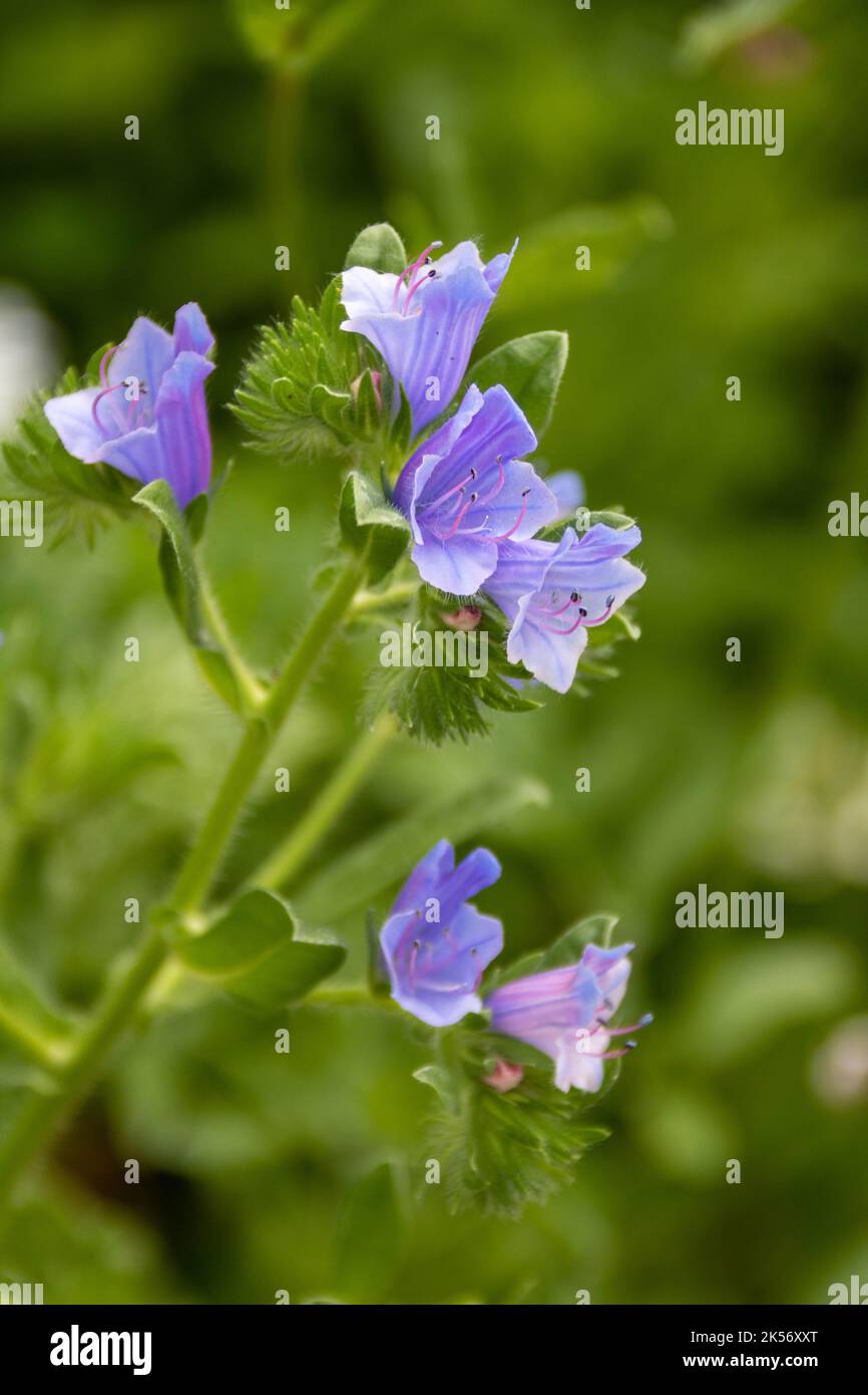 pretty blue and pink flowers of Viper's Bugloss Echium Vulgare with a blurred green background Stock Photo