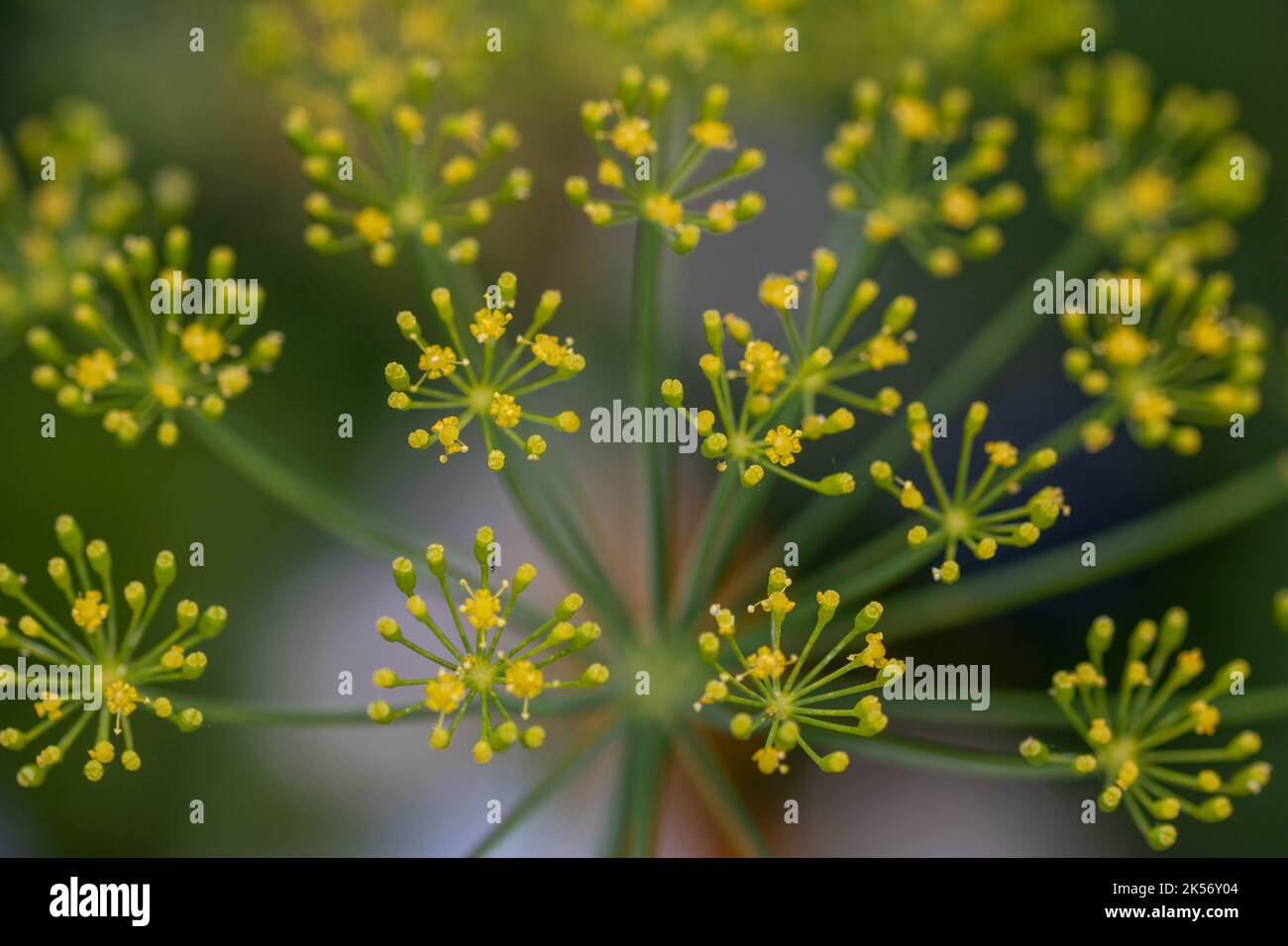 beautiful bright yellow flowers of the herb fennel Stock Photo Alamy