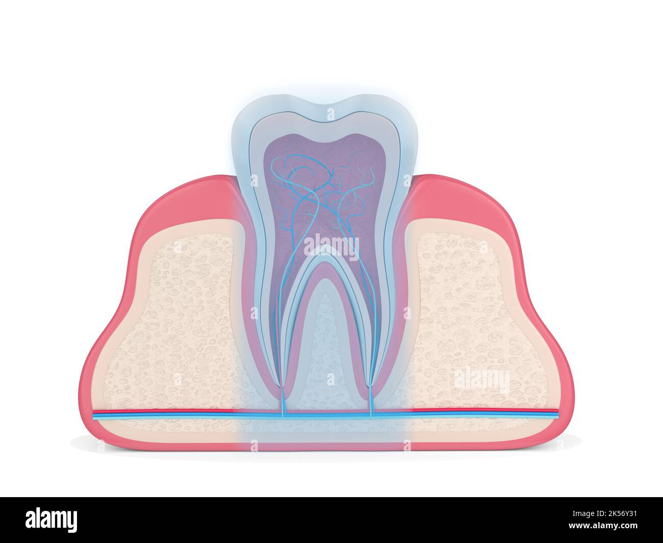 3d render of tooth in gums with intraligamentary anesthesia area