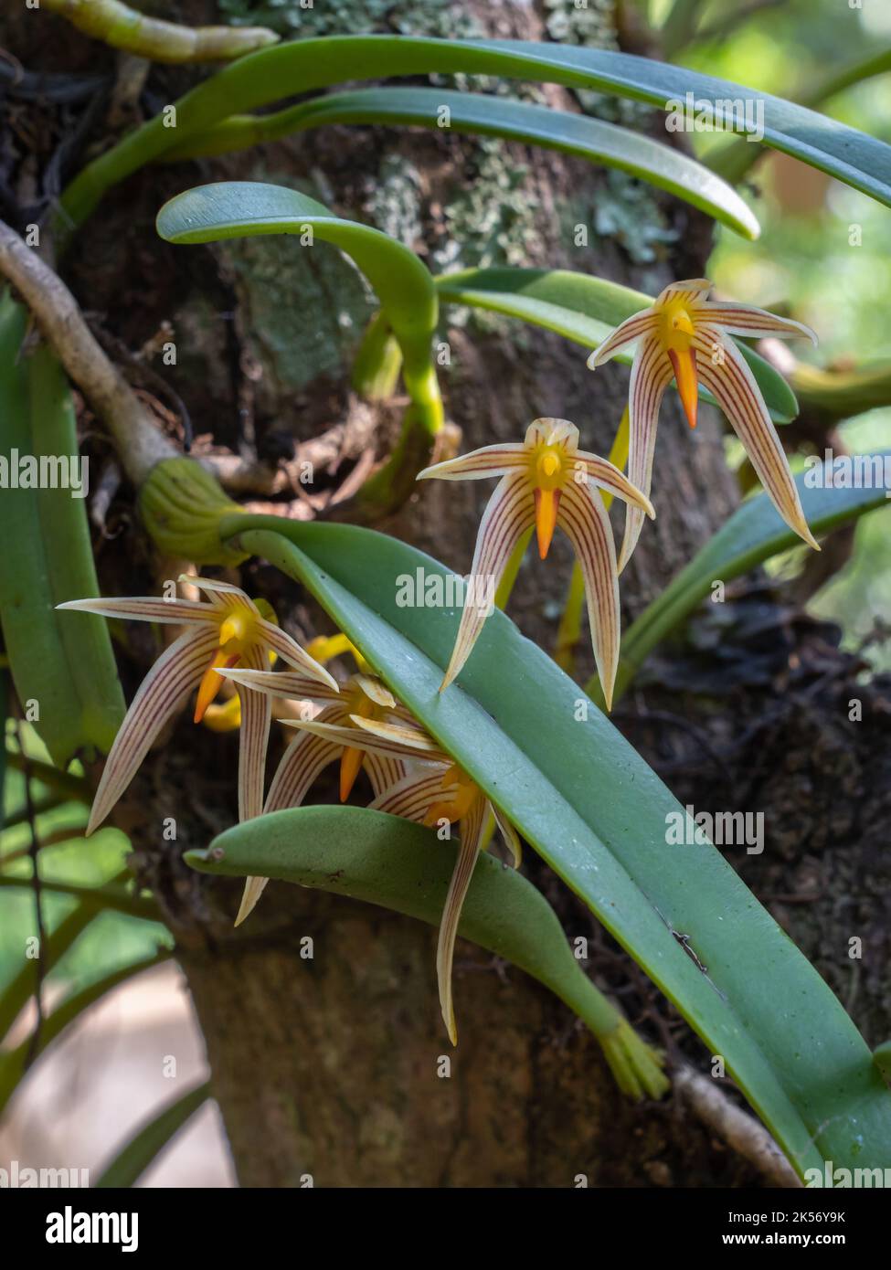 Closeup view of colorful epiphytic orchid species bulbophyllum affine flowers blooming outdoors on natural background Stock Photo