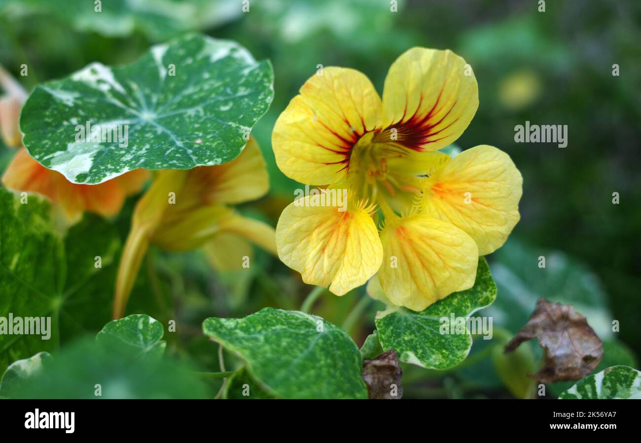 Light yellow tropaeolum majus plant. Nasturtium plant with large yellow