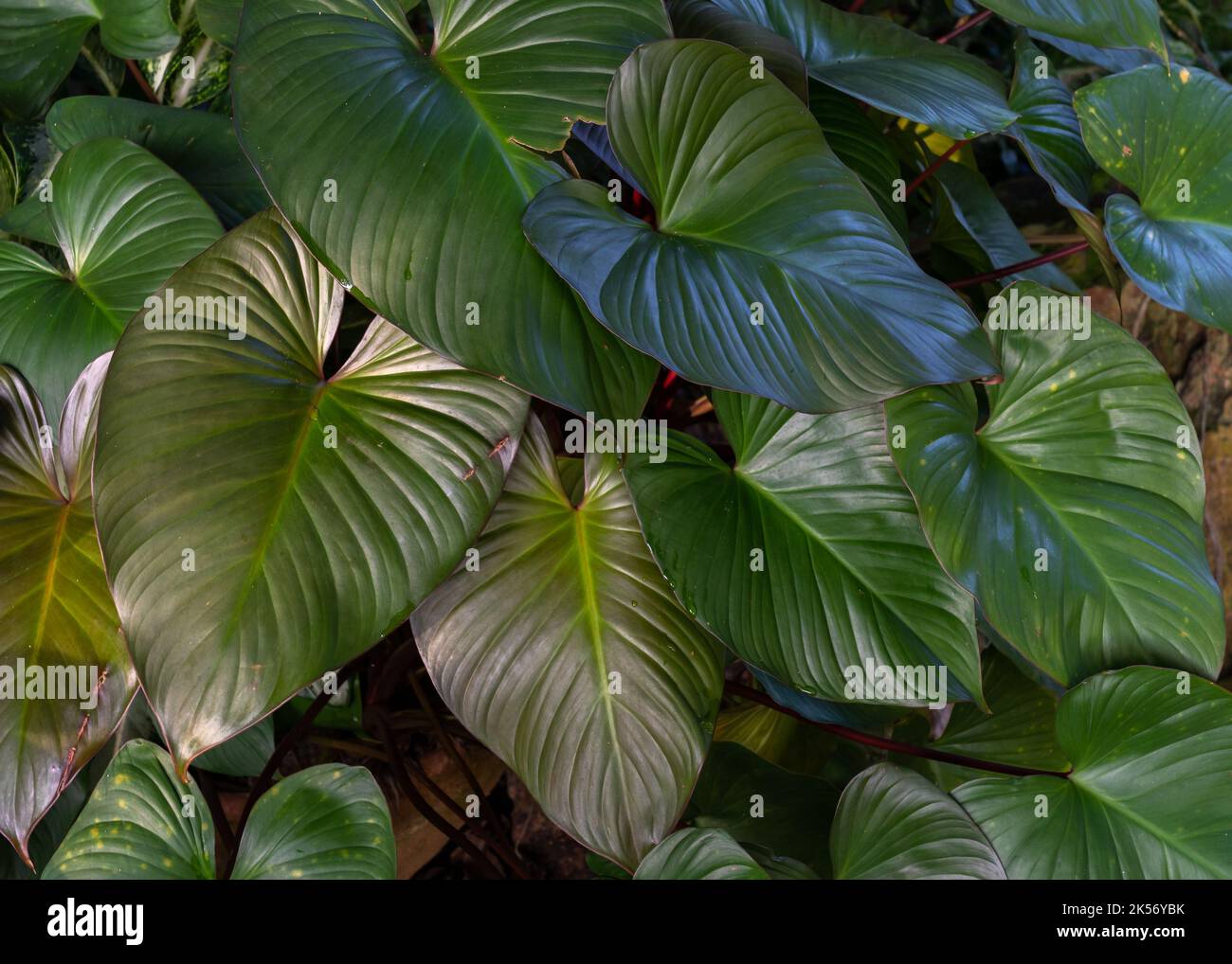 Beautiful bronze green tropical aroid lush foliage in garden Stock