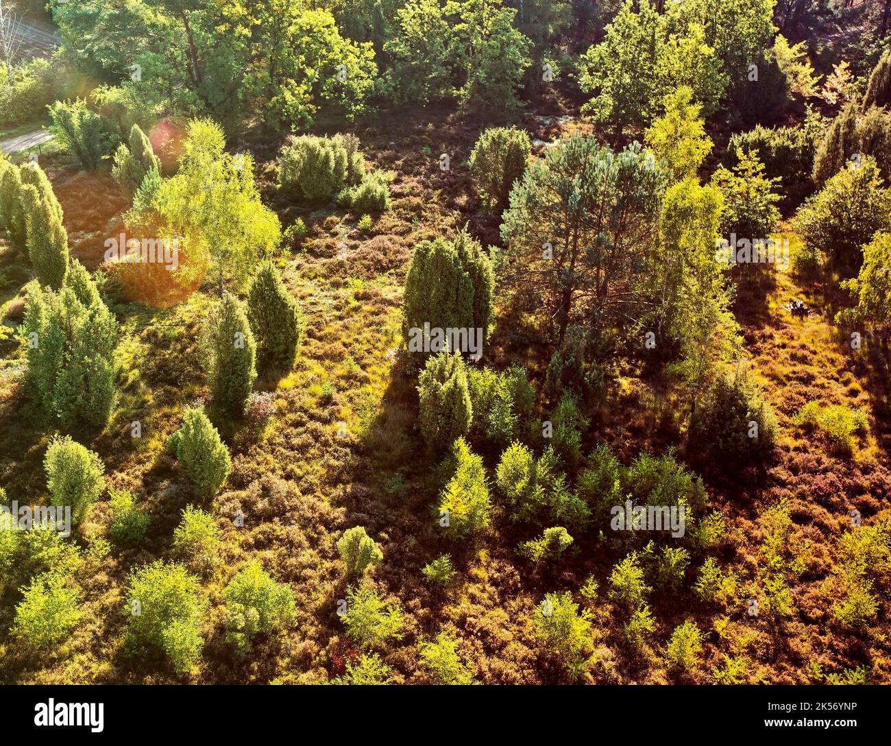 Aerial view of heath in golden light with juniper bushes, young pines and erica plants in Germany Stock Photo